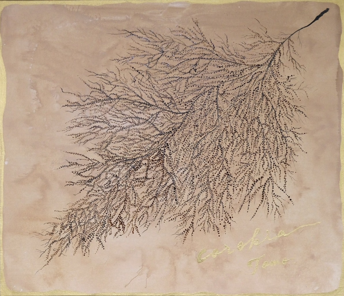 Corokia（コロキア）
